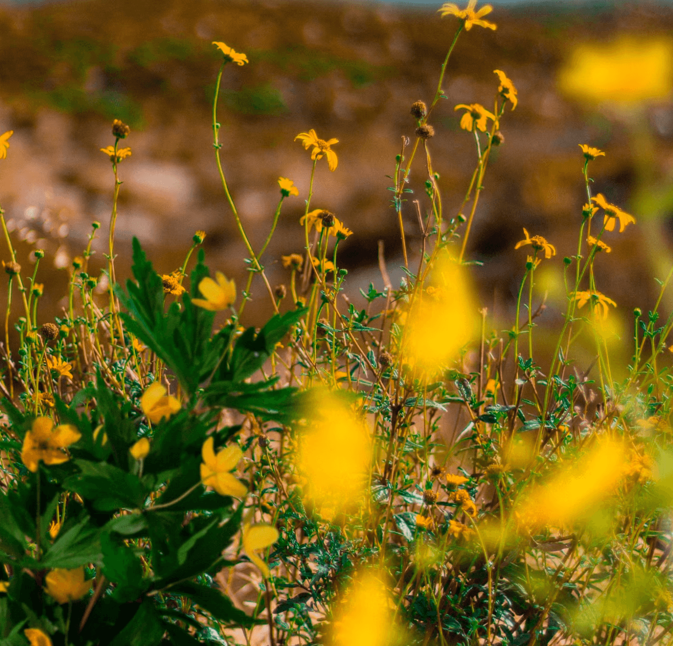 Relatório de Sustentabilidade 2022