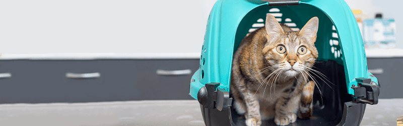 Posso levar o pet numa viagem de avião?